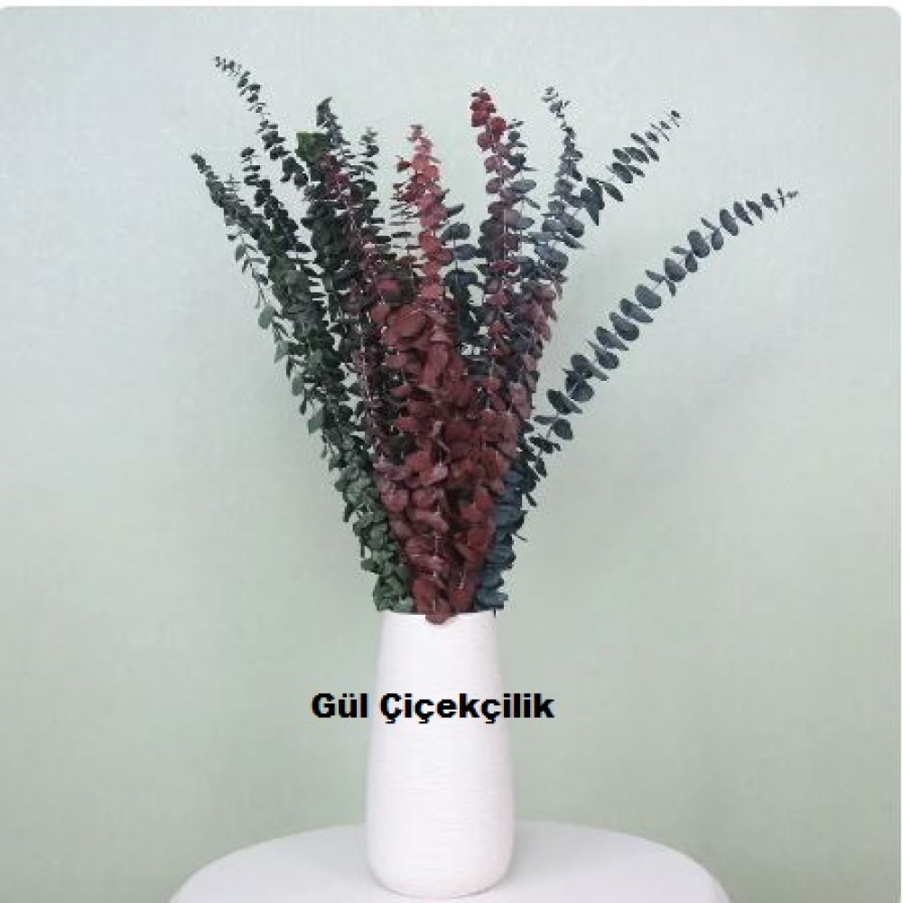 saksıda okaliptus çiçeği